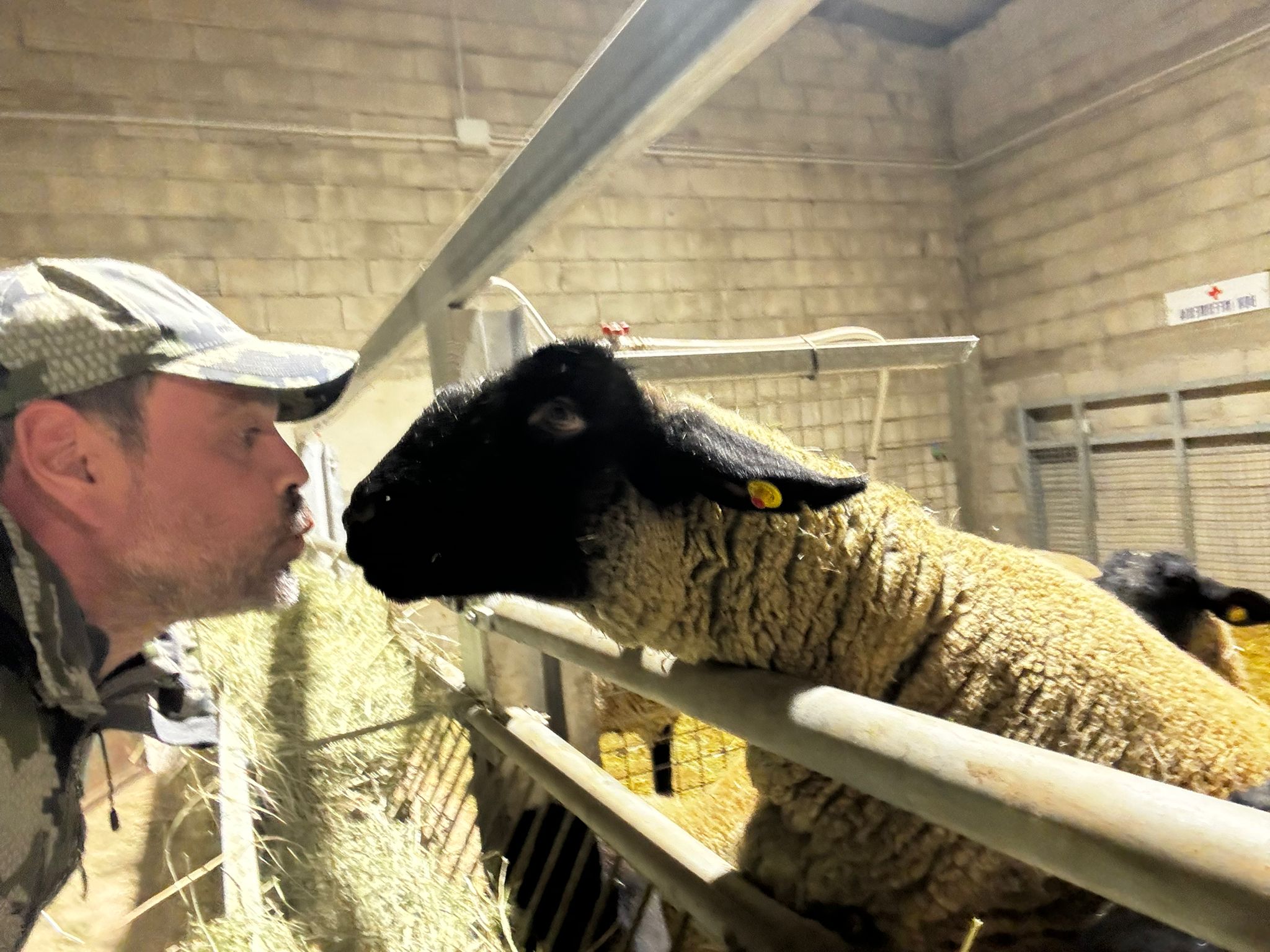 Allevamento ovini Suffolk - Gregge al pascolo